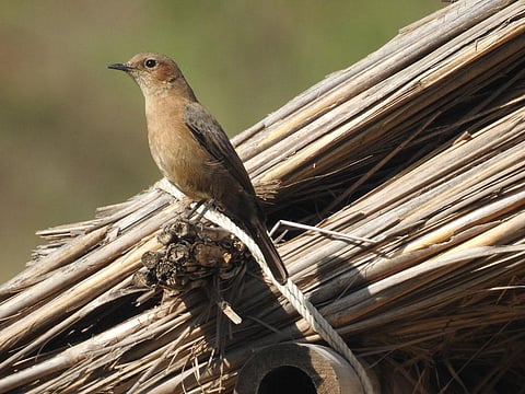 Gobar Times: Meet the Brown Rock Chat