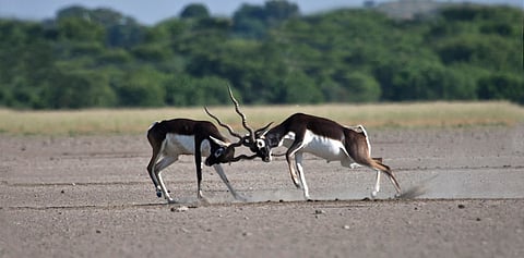 The Bishnoi, blackbuck and chinkara: What exactly were Guru Jambheshwar’s principles regarding Thar wildlife?