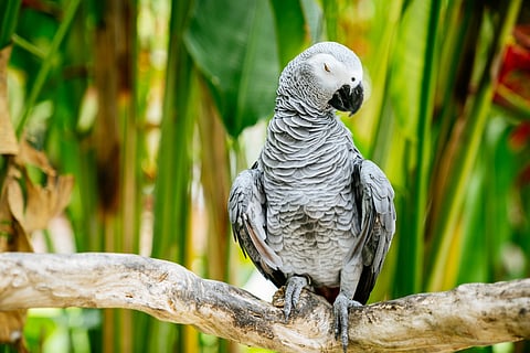 African grey parrot on a blurred tropical plants background