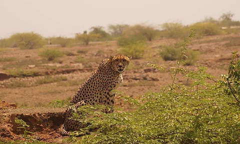 A female cheetah in the scrub forests of Kuno landscape