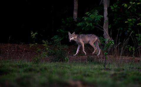 The last wolves of Durgapur — a tale of urban survival