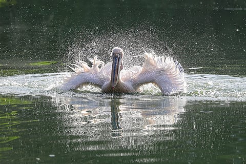 Habitat destruction is dissuading great white pelicans from visiting Indian wetlands