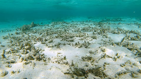 Coral reef near the island of Himmafushi is destroyed by climate change.