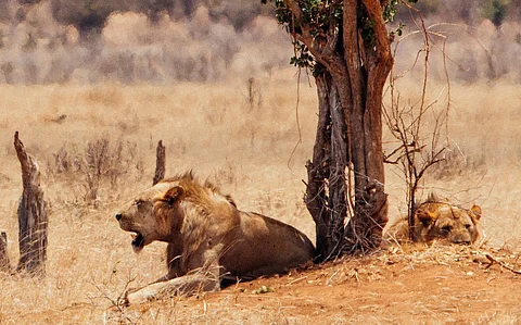 What did the Tsavo lions shot by John Henry Patterson eat besides humans? New study sheds light, with a few surprises