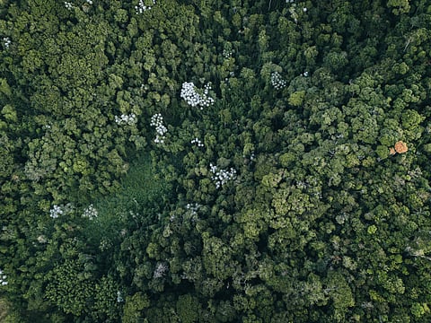 Climate change is potentially increasing emissions from flooded areas while reducing the Amazon’s capacity to absorb the gas in upland forests