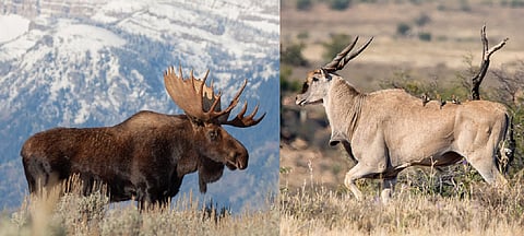Antelope like Blackbuck and Gazelle like Chinkara are not ‘deer’; know the difference
