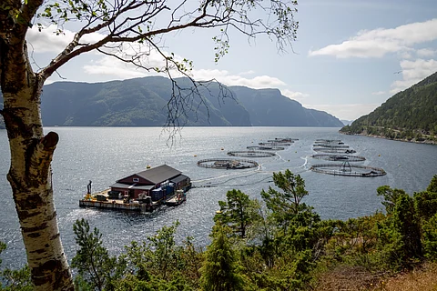 Farmed salmon is endangering access to local fishes for poorer communities, warns study