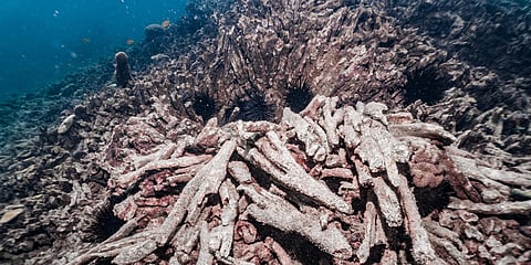 Fourth global coral bleaching widest and fastest on record