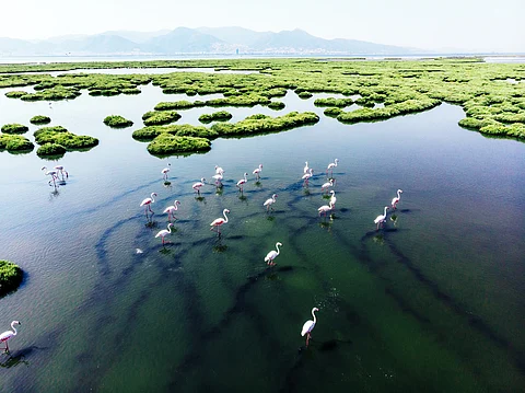 New assessment highlights role of wetlands in National Biodiversity Strategies at COP16