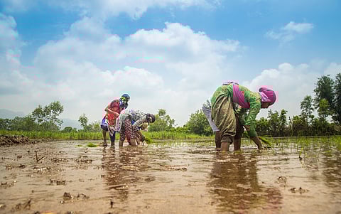 Only one-third of an agricultural
household’s income in India comes from cultivation