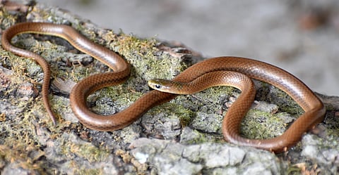 New snake species in Western Himalayas named after Hollywood star Leonardo DiCaprio