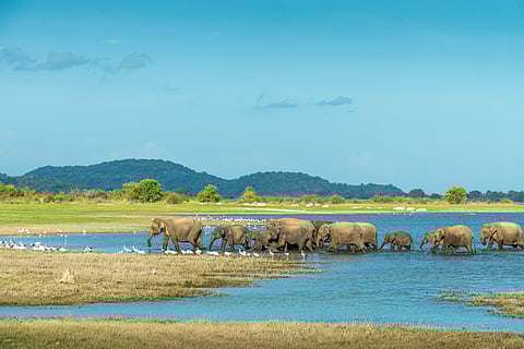 COP16: Experts call for synergies in biodiversity and climate by enhancing high-integrity ecosystems