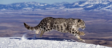 World Snow Leopard Day 2024: Why the ethereal cat is a totem & spirit animal for Central Asian peoples