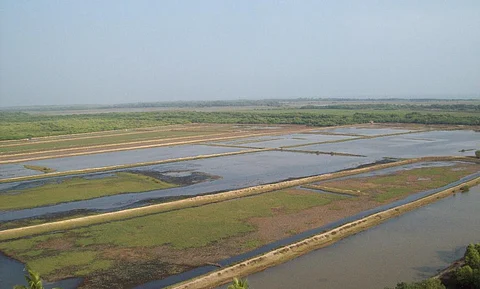 Prawn farms around Bhitarkanika