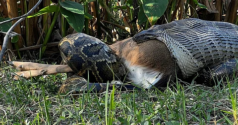 Invasive Burmese pythons are wreaking havoc in Florida; the reason lies in their jaws