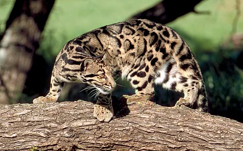 Island of Taiwan has high potential for clouded leopard reintroduction: Study
