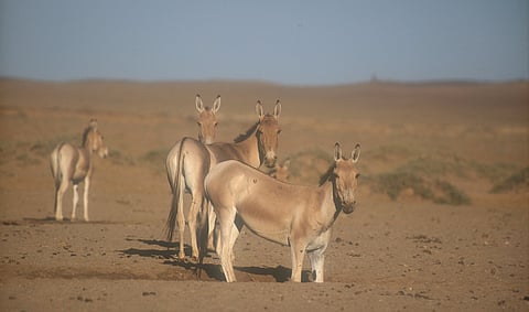 Mongolian wild asses in the Gobi Desert, Mongolia.