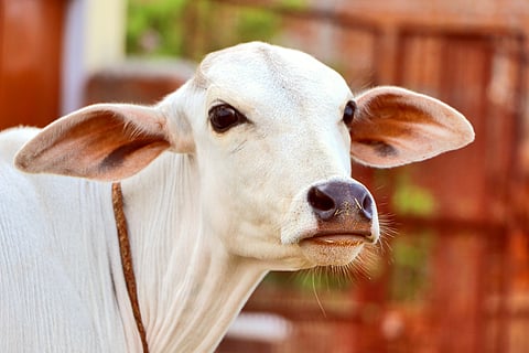 Livestock may increase emissions, but they’re also key to healthier, carbon-rich soils