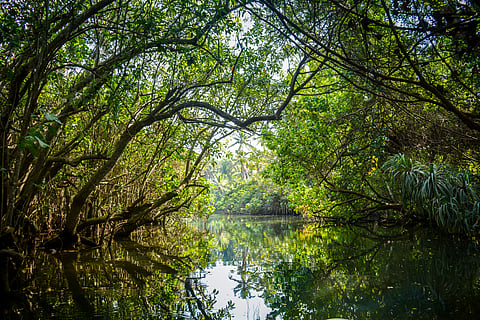 Islands are particularly vulnerable, with the highest proportion of threatened trees due to forest clearance for urban development and agriculture, the report found
