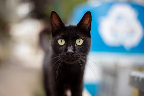 Closeup of a black cat looking at the camera
