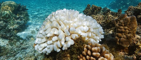 Urgent call at COP16 for increased funding to save coral reefs
