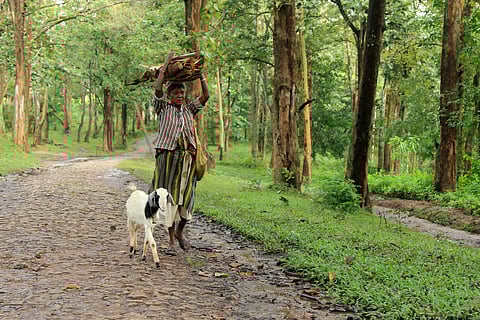 A tribal woman fetching firewoods from the forests of the Western Ghats in Wayanad, Kerala