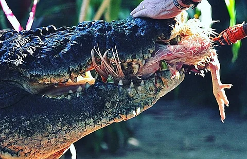 World’s largest crocodile in captivity dies after having lived for over 100 years