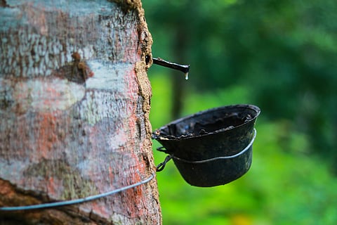 Converting rainforests into rubber plantations drastically alters soil’s physical, chemical properties: Study