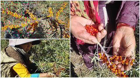 The story of berry queen of Miyard Valley is a tale of resilience in the face of climate change