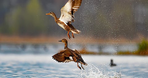 Lack of rainfall impacts arrival of migratory birds in Kashmir Valley’s Hokersar wetland