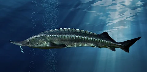 As world converges on Baku for COP29, the Caspian’s highly threatened sturgeon are a reminder of message of ‘sustainability’