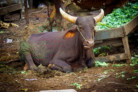 WAAW 2024: How Nigeria is mitigating AMR in animal sector using One Health approach