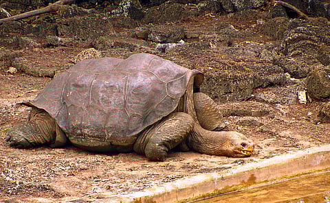 Lonesome George was a male Pinta Island tortoise and the last known individual of the subspecies