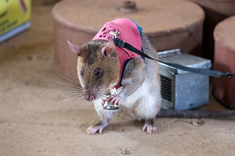 A study found that seven African giant pouched rats successfully identified illegal wildlife items — even when hidden among distractor items such as peanuts, washing powder and leaves