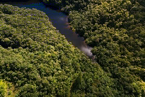 Tropical rainforests will survive future global warming, shows study on early Eocene ecosystem