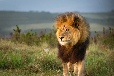 Lions, which have been captive-bred in South Africa for decades, account for a significant proportion of illegal wildlife trade