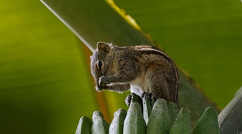 Which animals carry mpox? Our study identified African forest dwelling rodents as one source