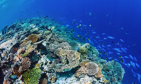 Corals are vital not only for marine biodiversity but also for the livelihoods of millions worldwide.