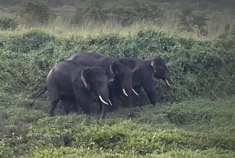 This year, as of October, 76 wild elephants have died in Odisha, and 755 human deaths were reported from elephant encounters between 2019 and October 2024.