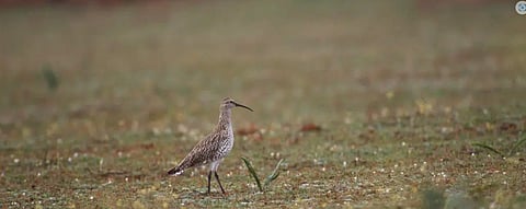 The Slender-billed Curlew, a shorebird occurring from western Siberia to the Mediterranean, is now extinct: Scientists
