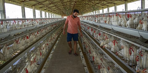 H5N1 bird flu virus in Canadian teen demonstrates mutation, making it easier to infect people
