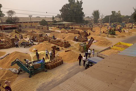 With winter mist descending from skies, unsold paddy in Punjab’s mandis begins to rot