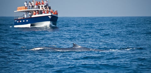 A group of whale watchers on a boat watching a blue whale in Sri Lanka