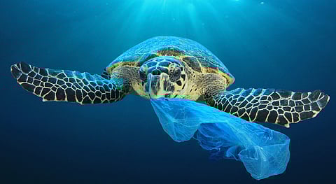 Global Plastic Profiles: Why addressing existing polymer pollution is a critical priority