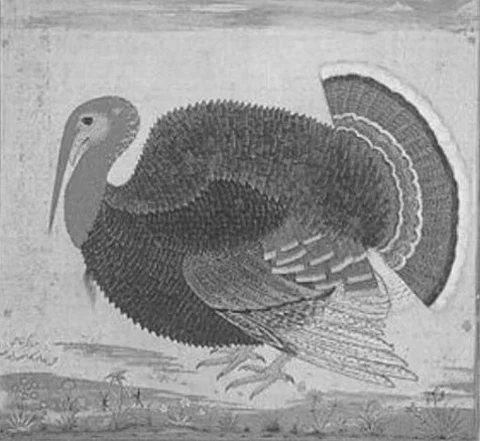 Thanksgiving Special: When Emperor Jahangir’s court painter Ustad Mansur drew a turkey