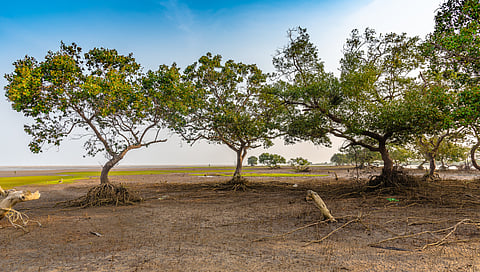 Odisha: Ecosystem services offered by land commons estimated to be Rs 36,890 crores