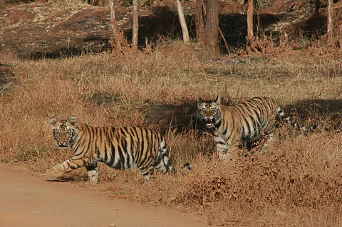 Tigers in Bandhavgarh National Park, Madhya Pradesh
