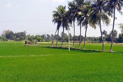 Coconut cultivation in Cauvery Delta is expanding but farmers demand better market linkages
