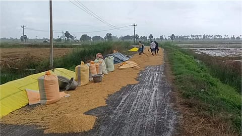 Navigating harvest time challenges of paddy farmers in the Cauvery Delta