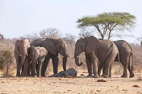 A herd of elephant mourning the death of a young one.